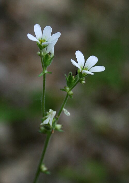 Saxifraga bulbifera: Zwiebel-Steinbrech ( Saxifraga bulbifera ), Steinbrechgewächse (Saxifragaceae) - Italien/Italia/Italy: Toscana, Prov. Lucca, Garfagnana, Piazza al Serchio