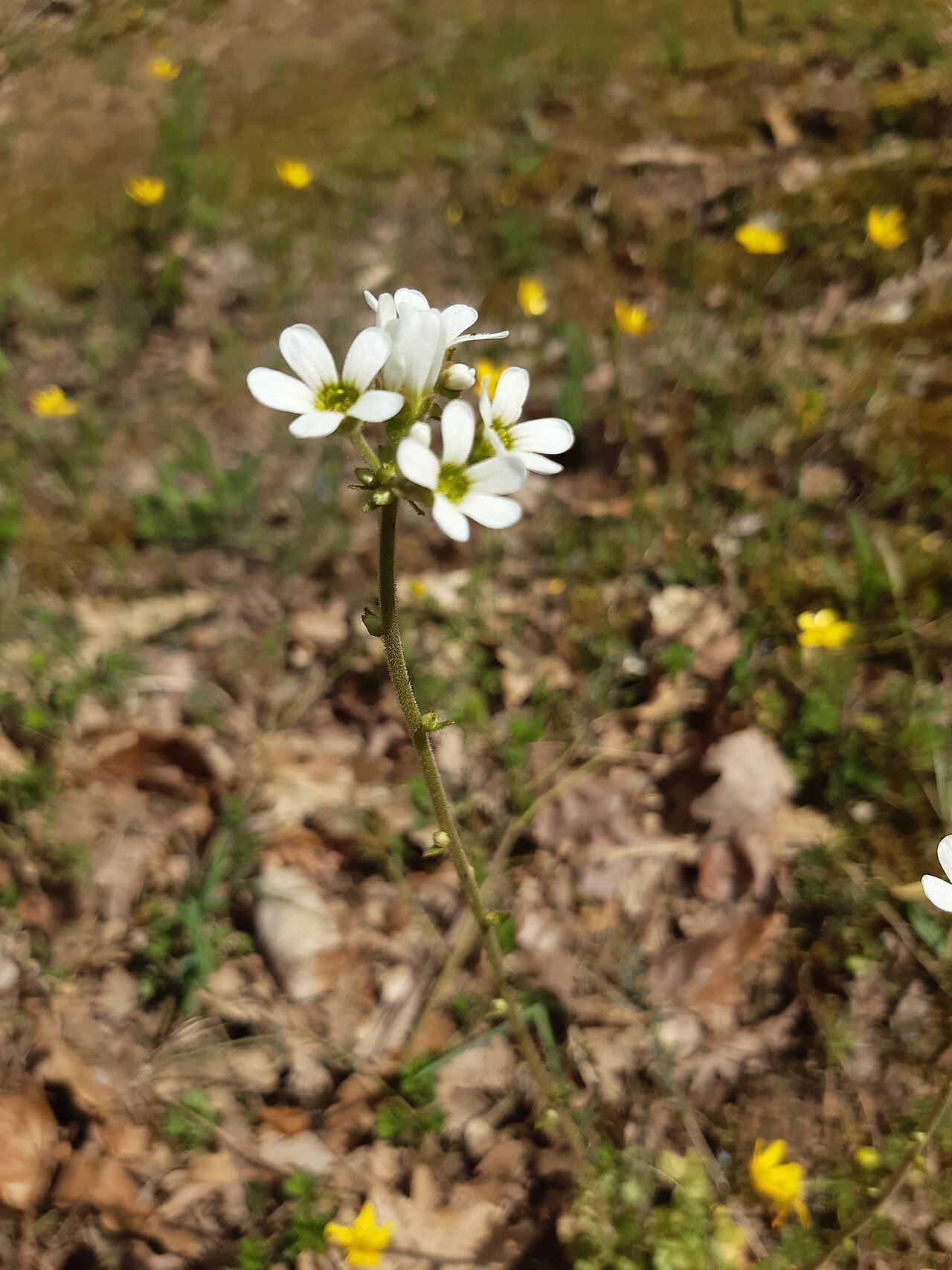 Saxifraga bulbifera: nodding saxifrage or bulblet saxifrage