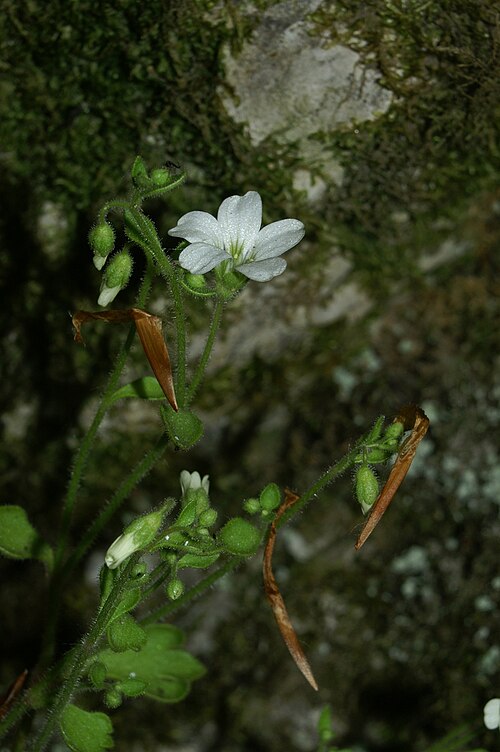 Saxifraga bulbifera: Brstični kamnokreč v Čolnišču.