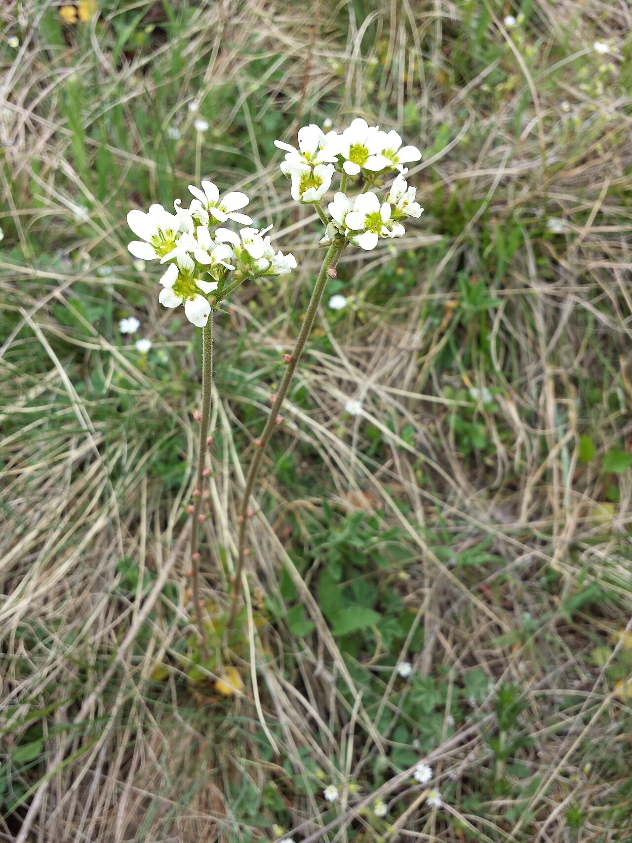 Saxifraga bulbifera: This media shows the nature reserve in the Burgenland with the ID 1060.