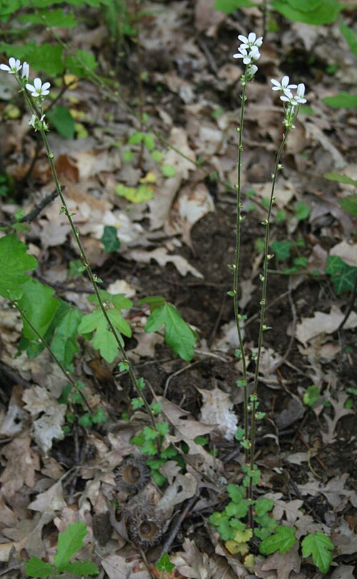 Saxifraga bulbifera: Zwiebel-Steinbrech ( Saxifraga bulbifera ), Steinbrechgewächse (Saxifragaceae) - Italien/Italia/Italy: Toscana, Prov. Lucca, Garfagnana, Piazza al Serchio