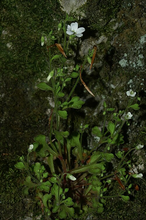 Saxifraga bulbifera: Brstični kamnokreč v Čolnišču.