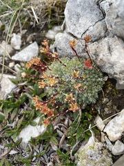 Saxifraga burseriana (Saxifraga burseriana)