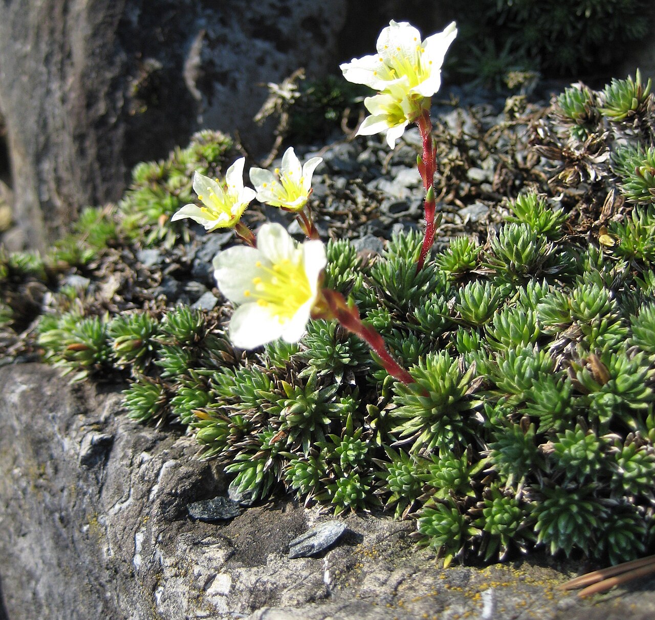 Saxifraga burseriana: Saxifraga burseriana im Botanischen Garten Dresden