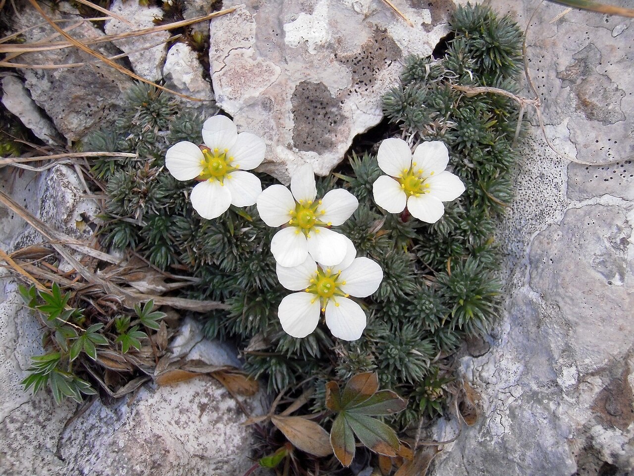 Saxifraga burseriana: Bursers-Steinbrech ( Saxifraga burseriana ), Traunstein, Österreich. Am typischen Standort in fast senkrechten Kalkwänden, flankiert von Kalkfelsen-Fingerkraut