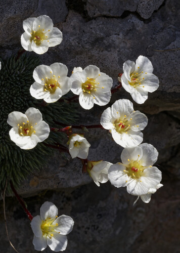 Saxifraga burseriana (Saxifraga burseriana)