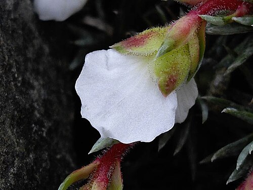 Saxifraga burseriana: Saxifraga burseriana 'Crenata'