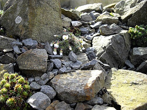 Saxifraga burseriana: Saxifraga burseriana 'Crenata'