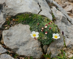 Saxifraga burseriana (Saxifraga burseriana)