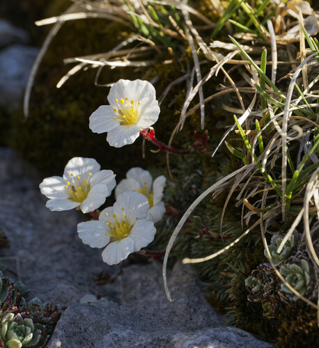 Saxifraga burseriana (Saxifraga burseriana)