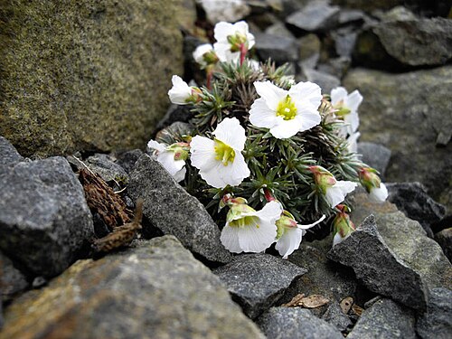 Saxifraga burseriana: Saxifraga burseriana 'Crenata'