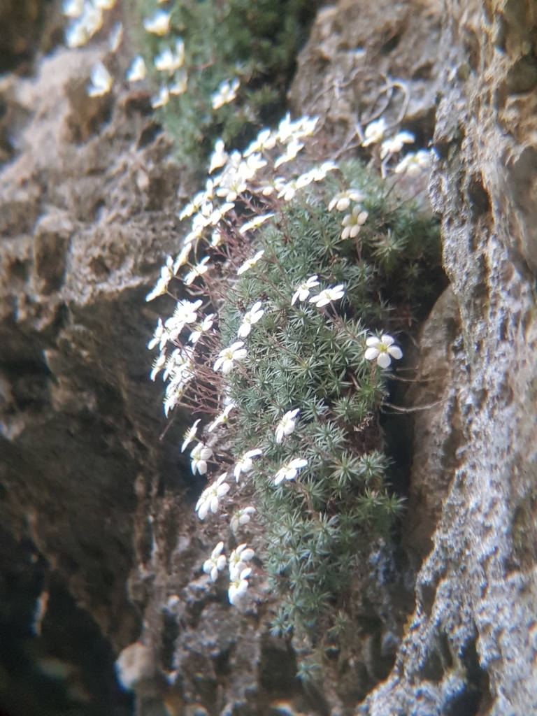 Saxifraga burseriana (Saxifraga burseriana)