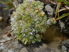 Saxifraga burseriana (Saxifraga burseriana)
