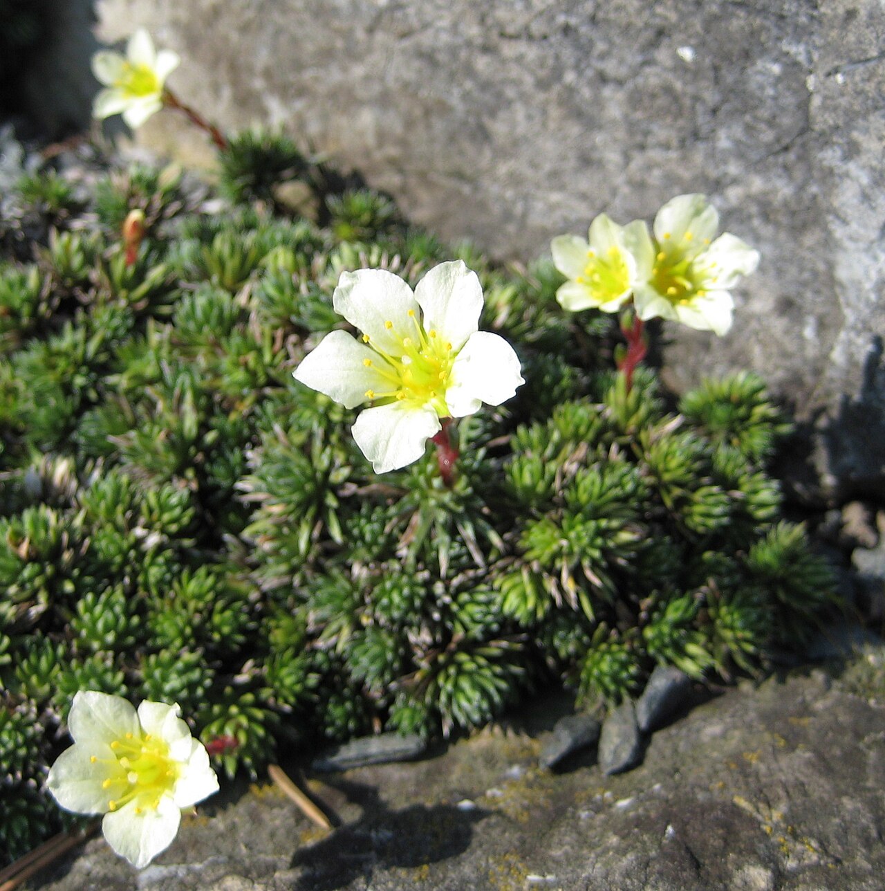 Saxifraga burseriana: Saxifraga burseriana im Botanischen Garten Dresden