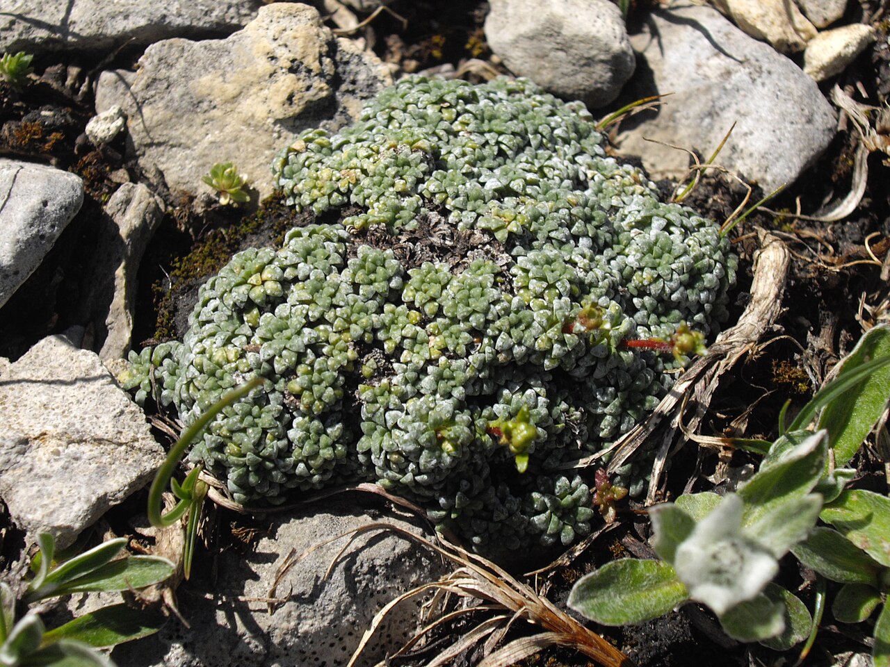 Saxifraga caesia: Saxifraga caesia