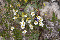Saxifraga caesia (Saxifraga caesia)