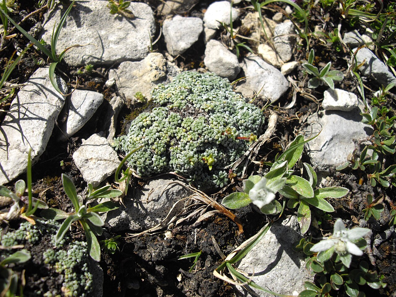 Saxifraga caesia: Saxifraga caesia