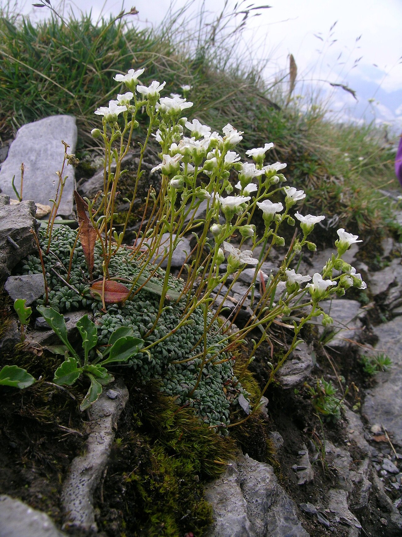 Saxifraga caesia: Saxifraga caesia , Rottal, oberhalb "Bäreflue", Schweiz
