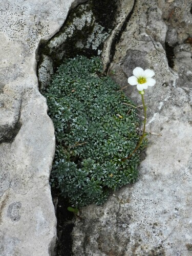Saxifraga caesia (Saxifraga caesia)