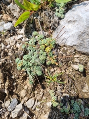 Saxifraga caesia (Saxifraga caesia)