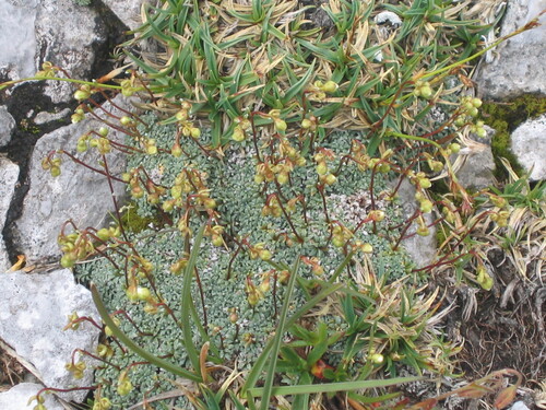 Saxifraga caesia (Saxifraga caesia)