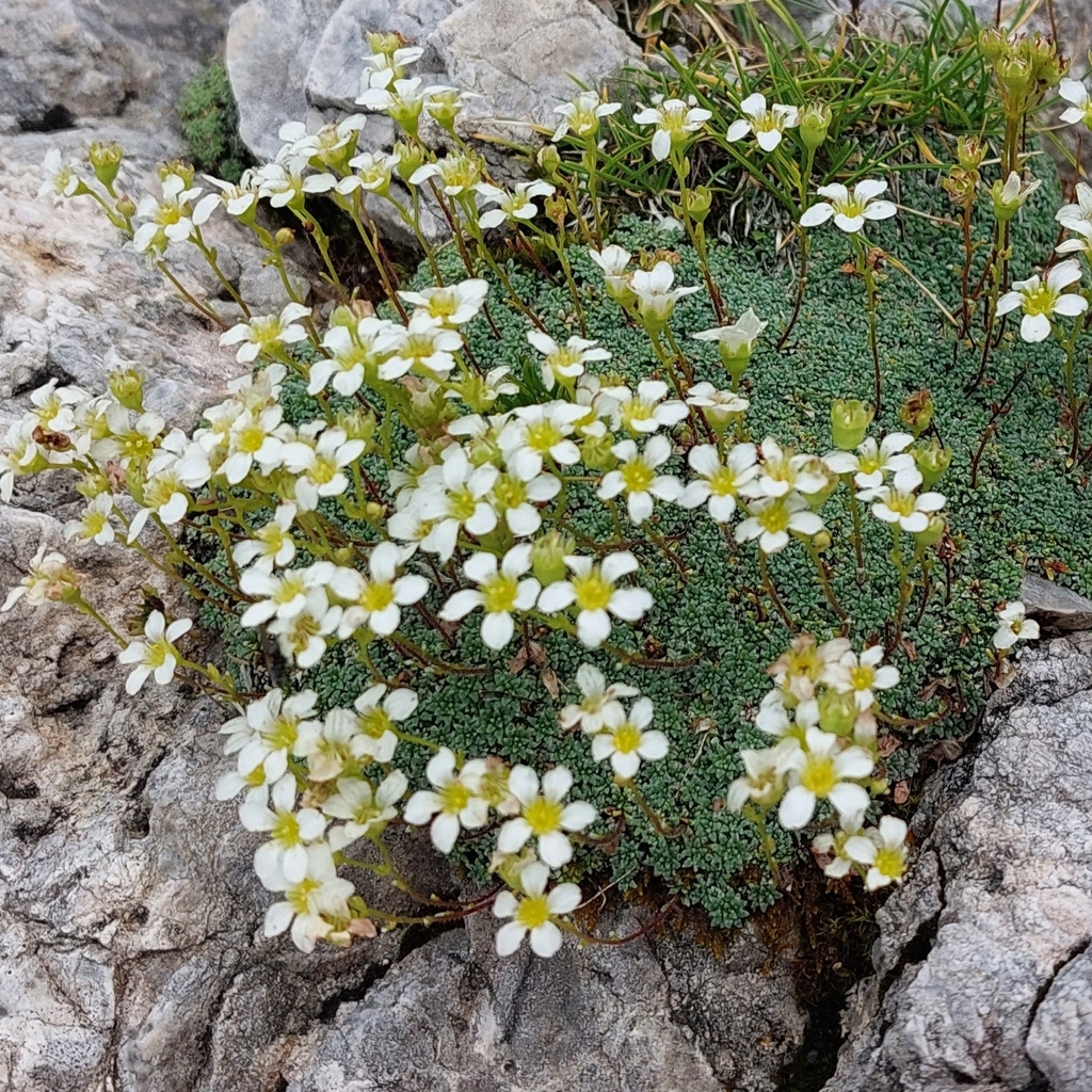 Saxifraga caesia (Saxifraga caesia)