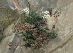 Saxifraga caesia (Saxifraga caesia)