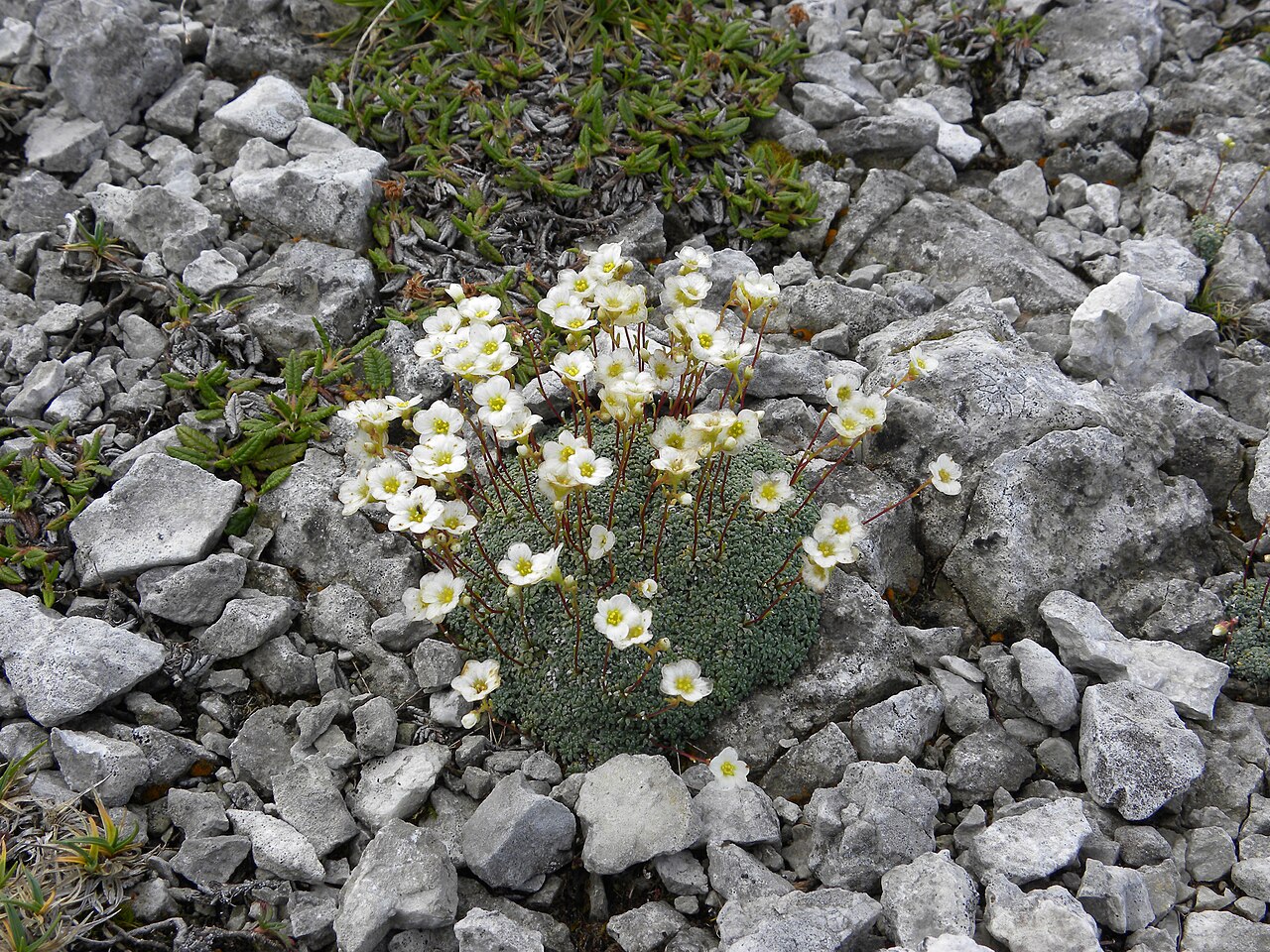 Saxifraga caesia: Saxifraga caesia Blaugrüner Steinbrech, gefunden auf der Hohen Veitsch