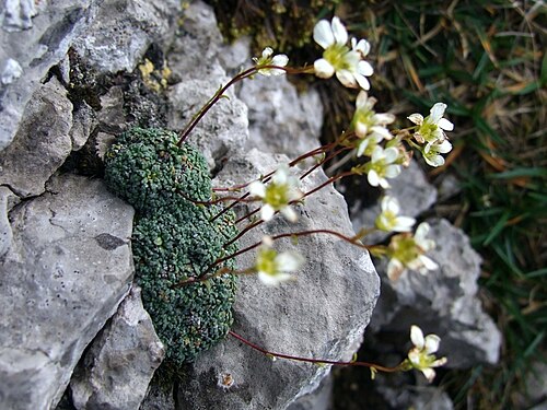 Saxifraga caesia: Saxifraga caesia