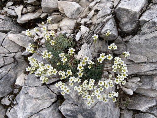 Saxifraga caesia (Saxifraga caesia)