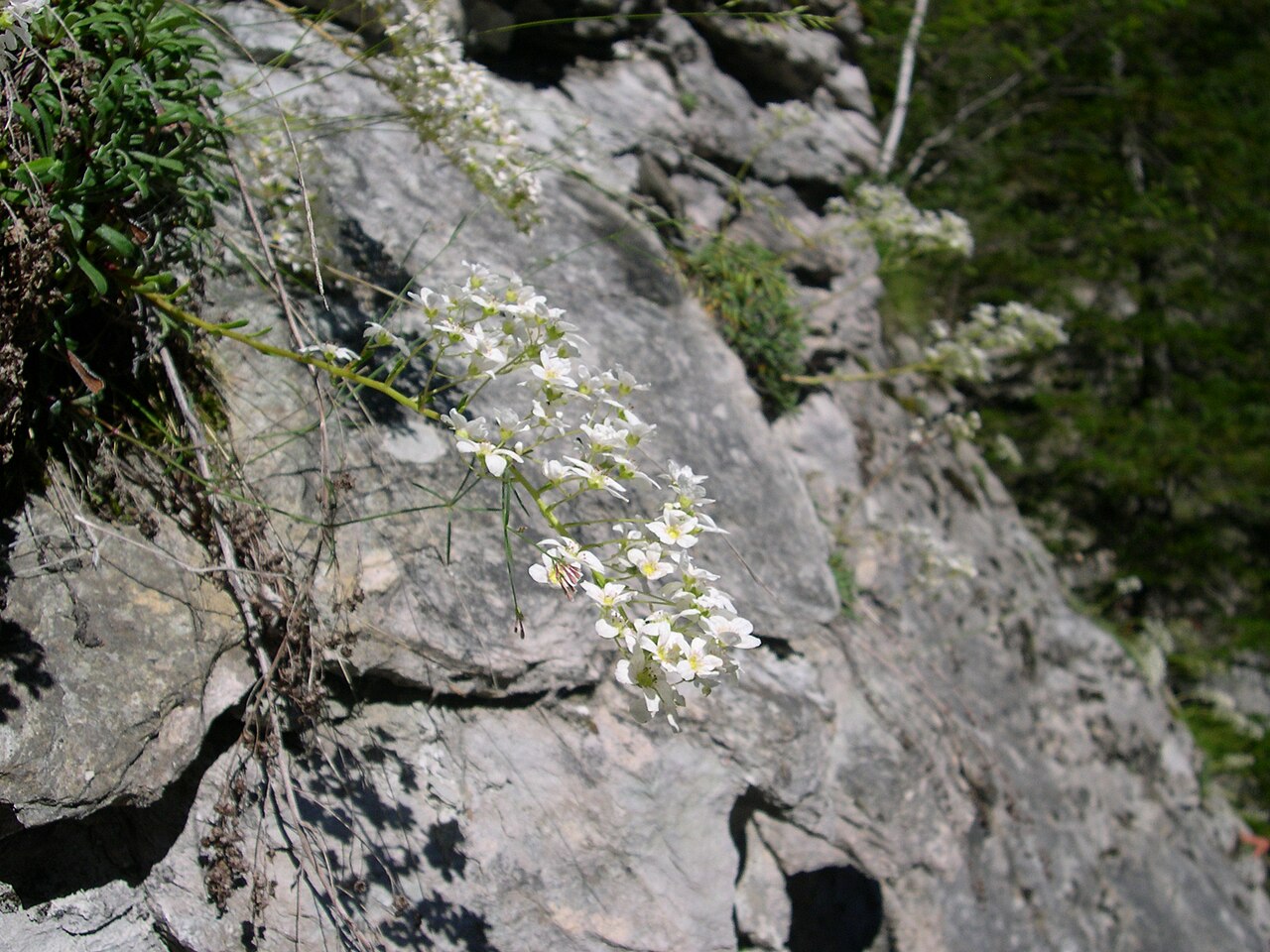 Saxifraga callosa: Saxifrage à feuilles en languette