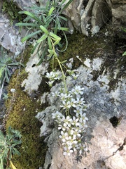 Saxifraga callosa (Saxifraga callosa)