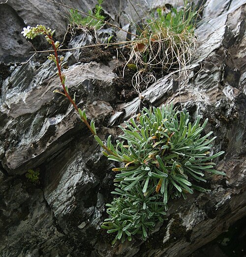 Saxifraga callosa: Saxifraga callosa subsp. callosa , Steinbrechgewächse (Saxifragaceae) - Italien/Italia/Italy: Toscana, Prov. Lucca, Parco Regionale delle Alpi Apuane, an der St
