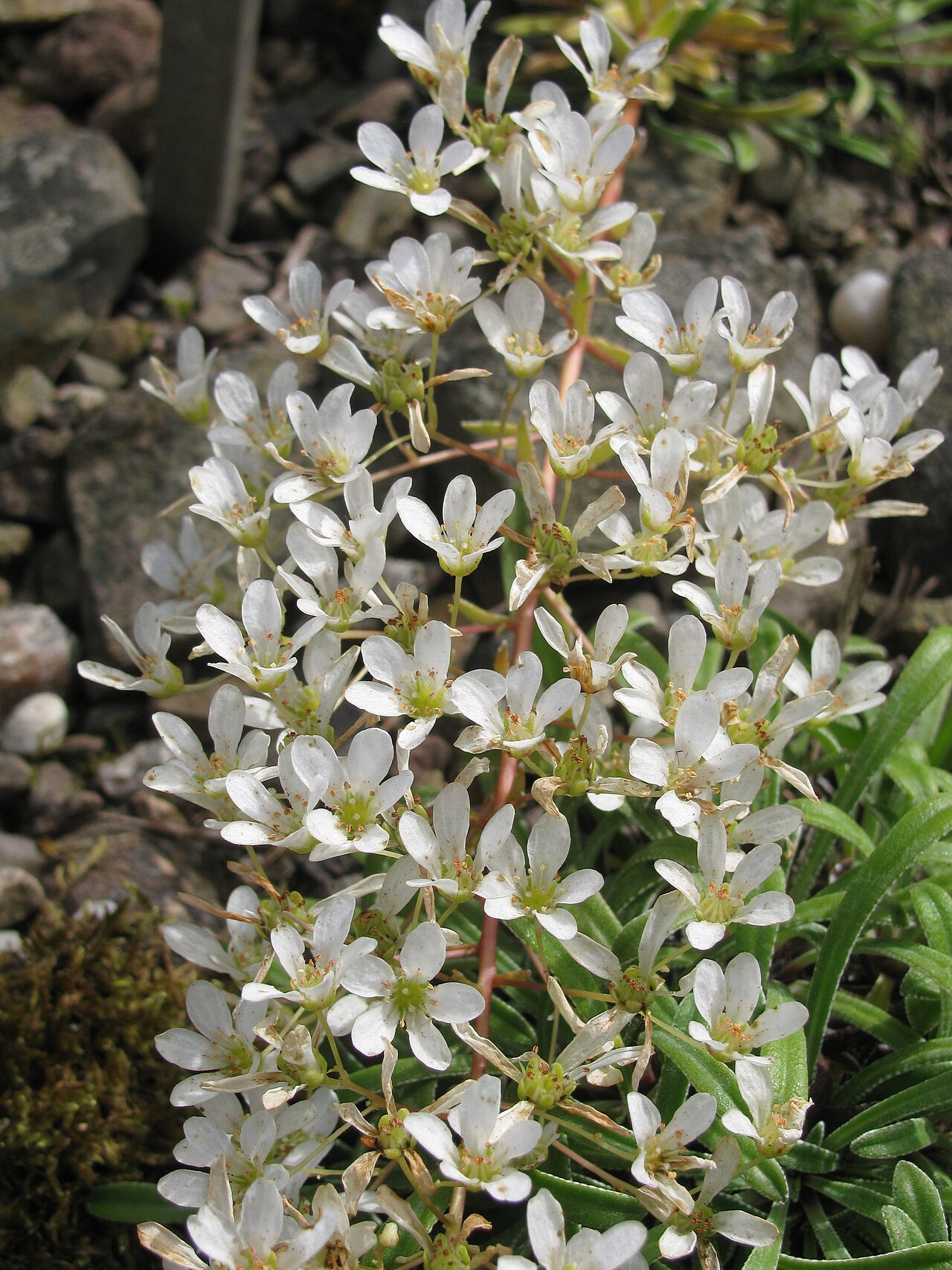 Saxifraga callosa: Saxifraga callosa ssp. callosa Royal Botanic Garden Edinburgh: Accession number 2005.1273 B