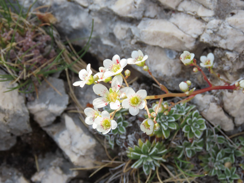 Saxifraga callosa (Saxifraga callosa)