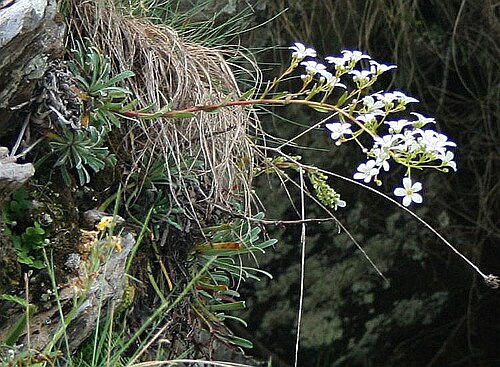 Saxifraga callosa: Saxifraga callosa subsp. callosa , Steinbrechgewächse (Saxifragaceae) - Italien/Italia/Italy: Toscana, Prov. Lucca, Parco Regionale delle Alpi Apuane, an der St