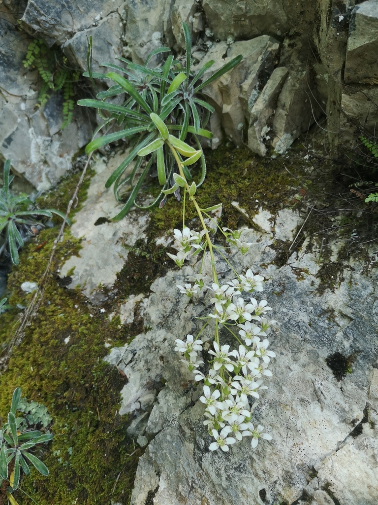 Saxifraga callosa (Saxifraga callosa)