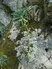 Saxifraga callosa (Saxifraga callosa)