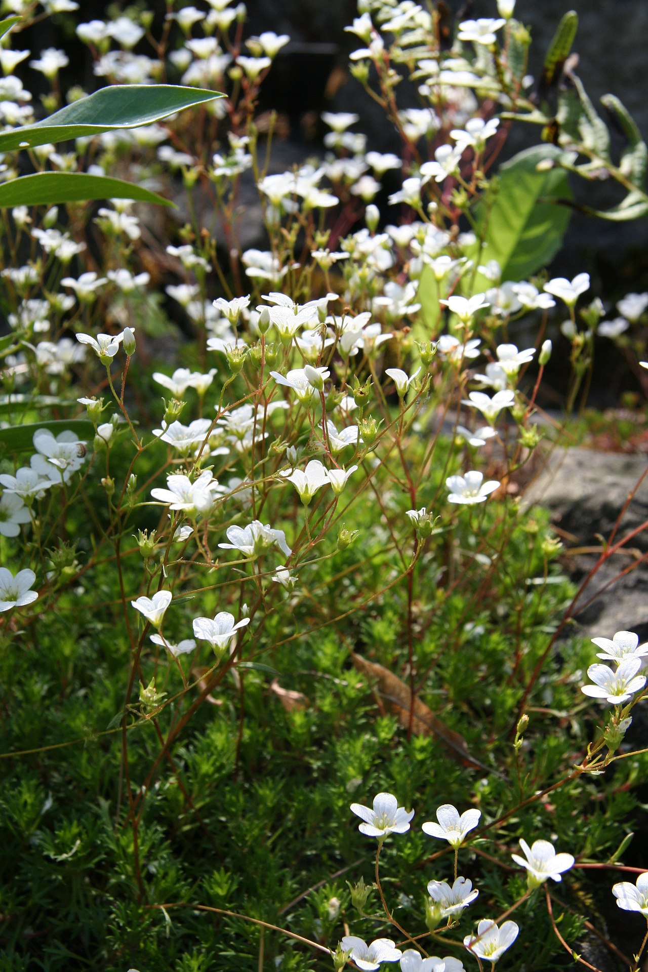 Saxifraga camposii: Saxifraga camposii im Botanischen Garten Dresden