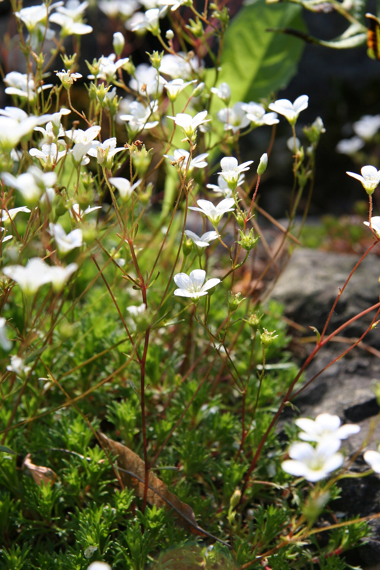Saxifraga camposii: Saxifraga camposii im Botanischen Garten Dresden