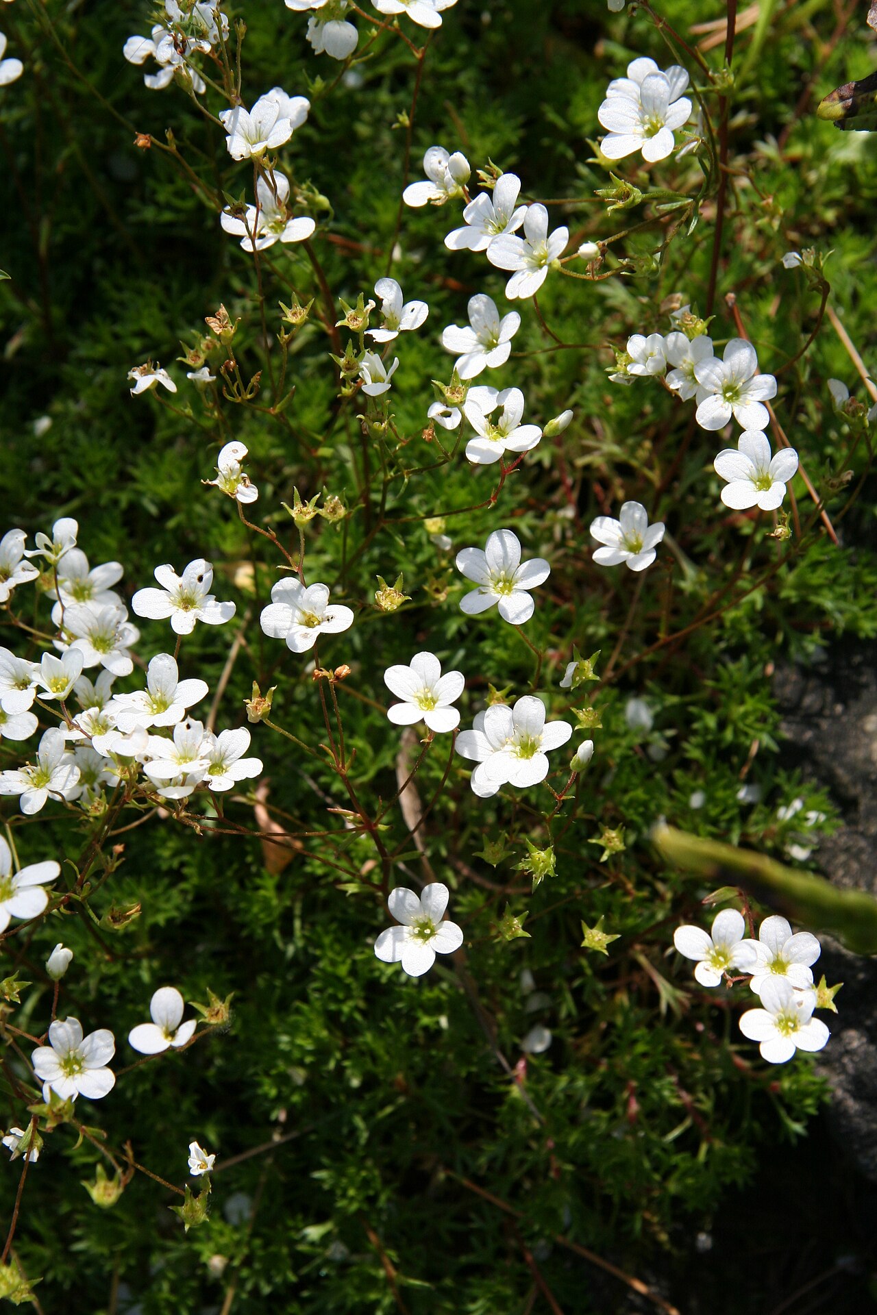 Saxifraga camposii: Saxifraga camposii im Botanischen Garten Dresden