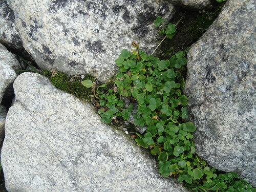 Saxifraga carpatica (Saxifraga carpatica)