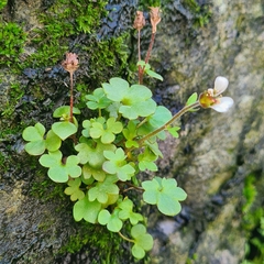 Saxifraga carpatica (Saxifraga carpatica)