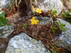 Saxifraga carpatica (Saxifraga carpatica)