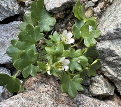 Saxifraga carpatica (Saxifraga carpatica)