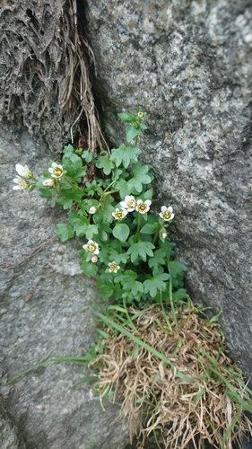 Saxifraga carpatica (Saxifraga carpatica)