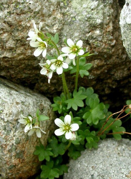 Saxifraga carpatica: Flowering Saxifraga carpatica, Vysoké Tatry (Tatra Mountains), Slovakia
