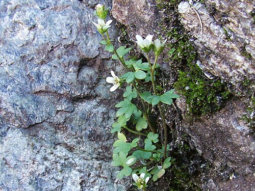 Saxifraga carpatica: Saxifraga carpatica. Habitat: High Tatra Mountains