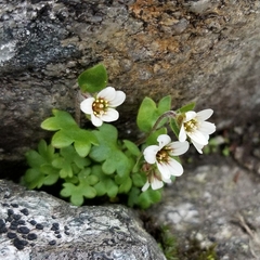 Saxifraga carpatica (Saxifraga carpatica)