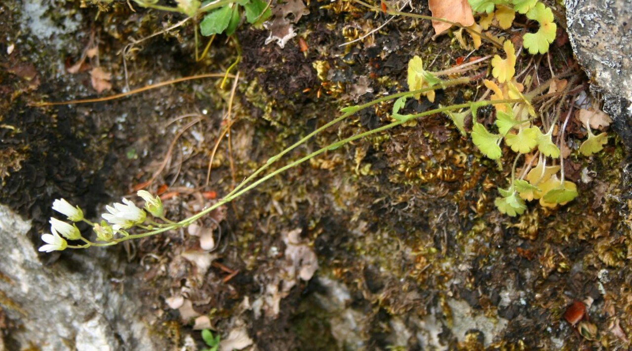 Saxifraga carpetana: Saxifraga carpetana subsp. graeca , Steinbrechgewächse (Saxifragaceae) - Italien/Italia/Italy: Kalabrien/Calabria, Prov. Reggio Calabria, Parco Nazionale dell'A